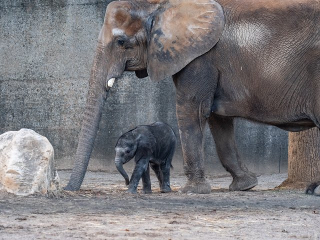 Louisville Zoo Elephant Mikki and Calf Make Public Debut